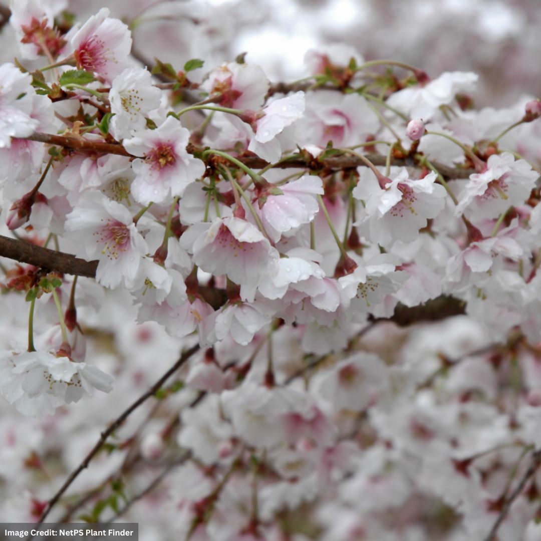 Cherry Blossom – Hally Jolivette – #2 Container